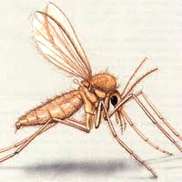 Phlébotome leishmagniose1